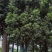 丛生香樟，移栽香樟