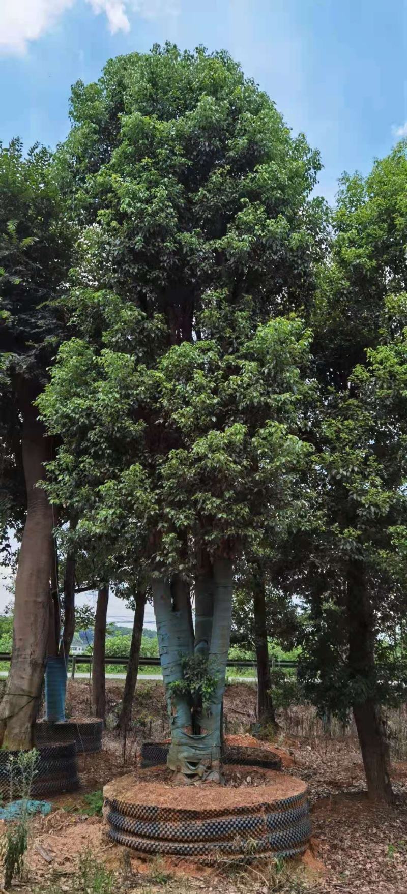 丛生香樟，移栽香樟