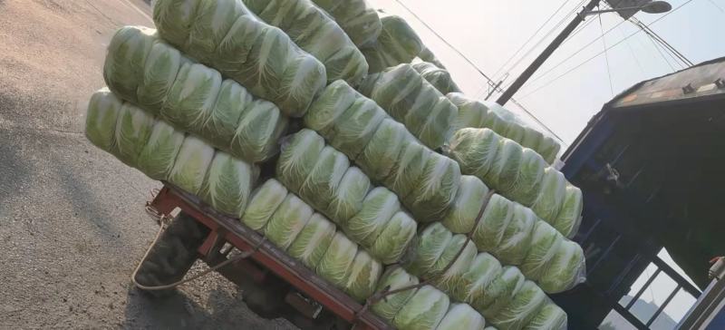 大白菜大量上市中品质保证物美价廉欢迎各位咨询