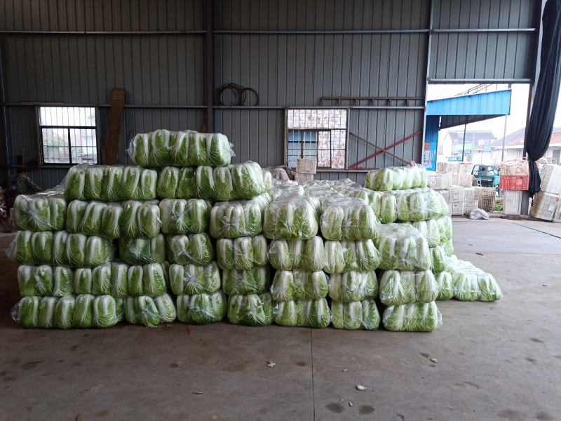 大白菜大量上市中品质保证物美价廉欢迎各位咨询