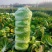 大白菜大量上市中品质保证物美价廉欢迎各位咨询