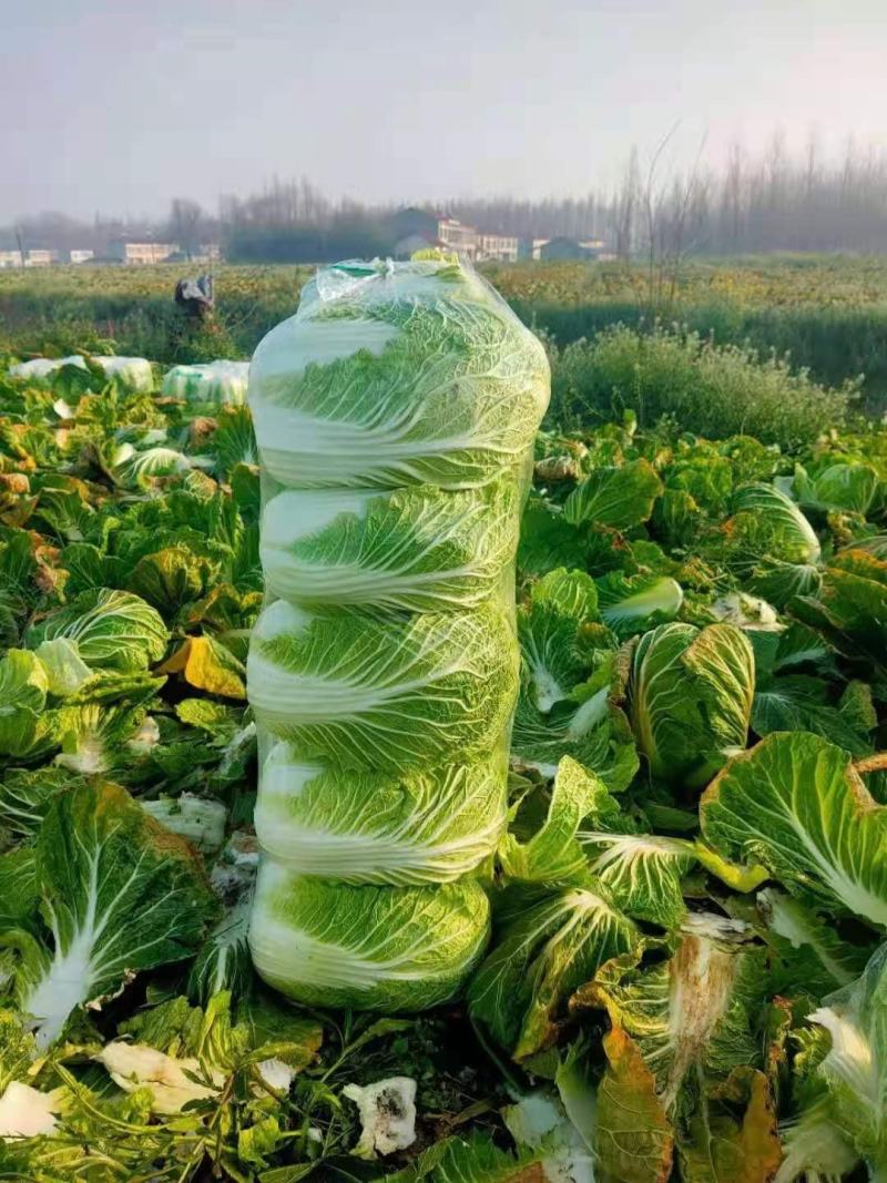大白菜大量上市中品质保证物美价廉欢迎各位咨询