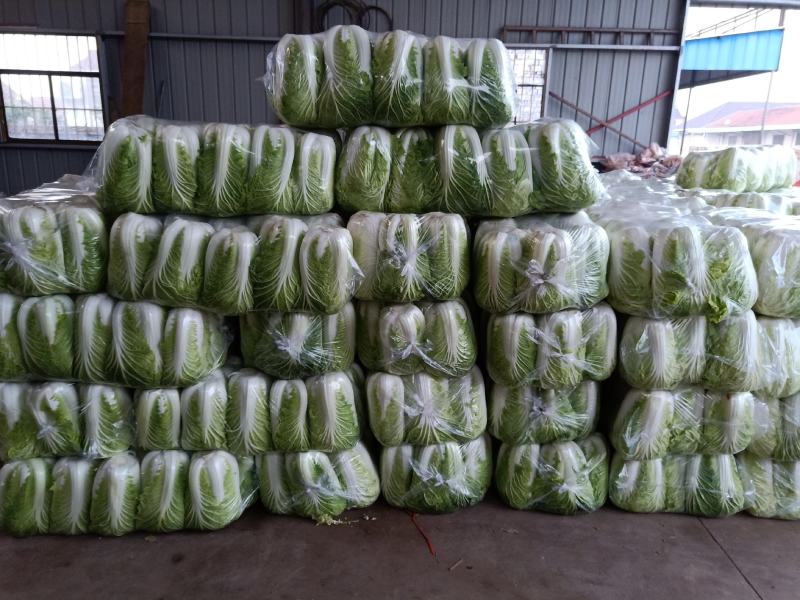 大白菜大量上市中品质保证物美价廉欢迎各位咨询