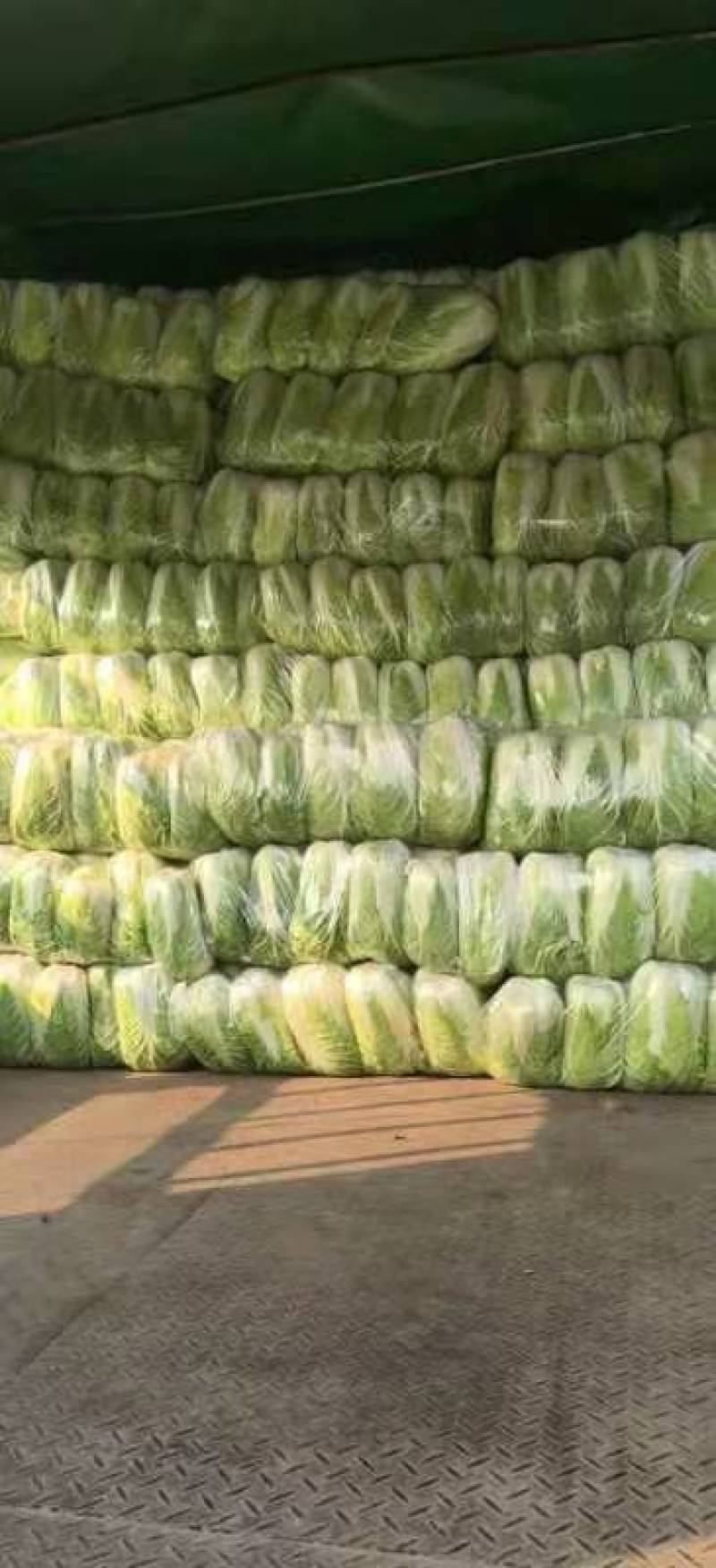 大白菜大量上市中品质保证物美价廉欢迎各位咨询