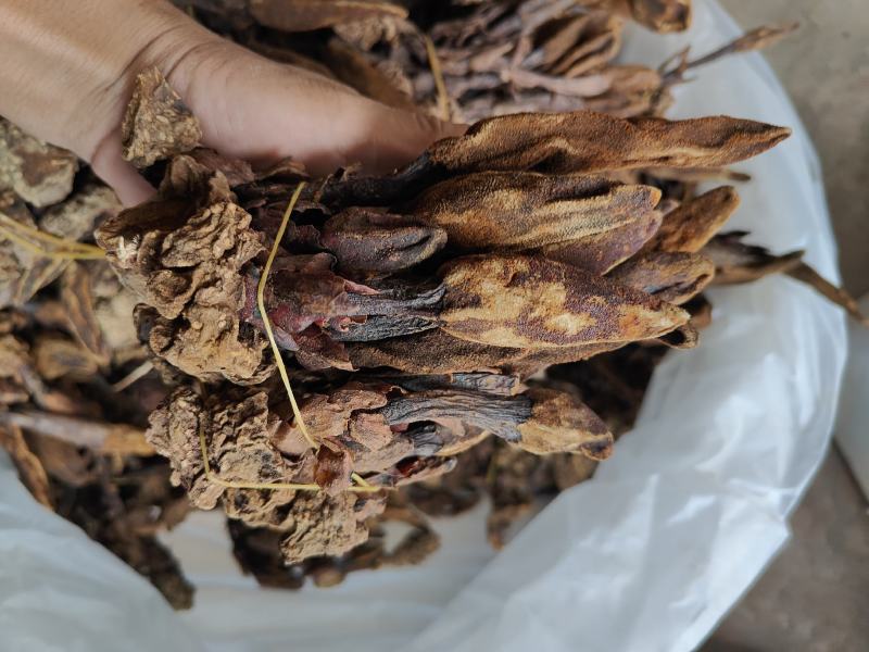 回春草干货_自然晒干_本色