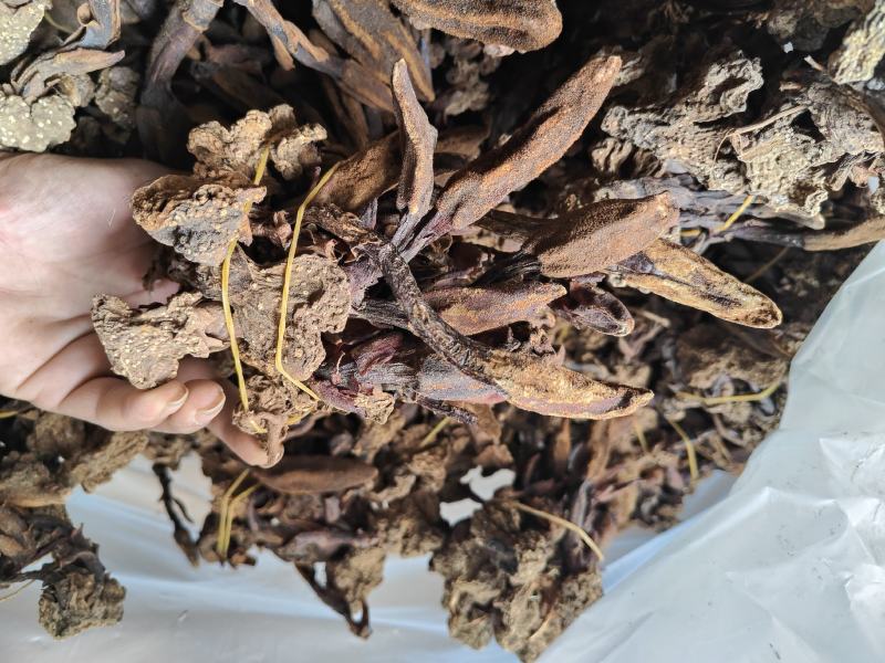 回春草干货_自然晒干_本色