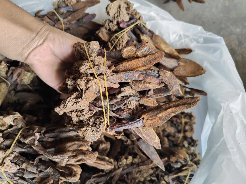 回春草干货_自然晒干_本色