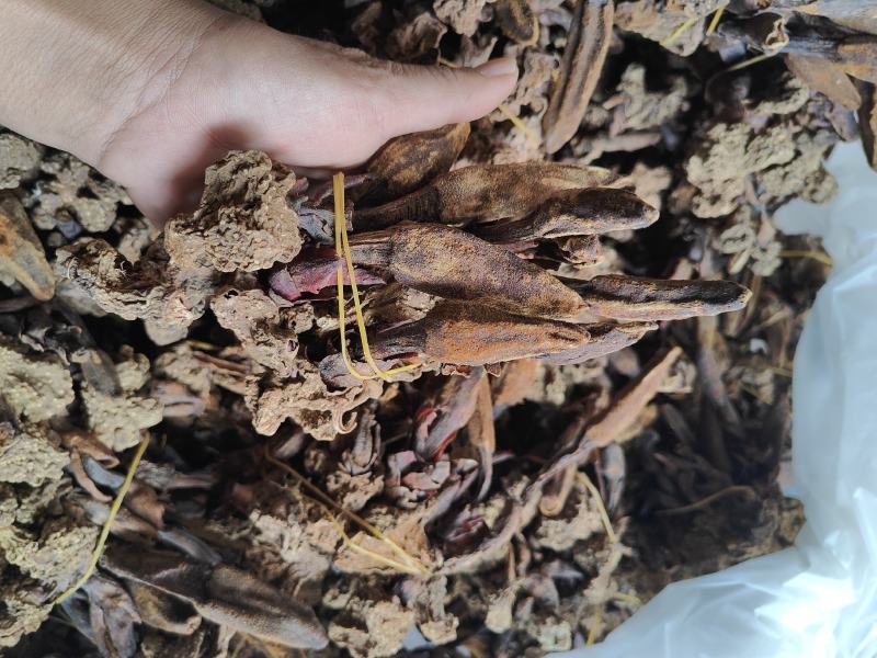回春草干货_自然晒干_本色
