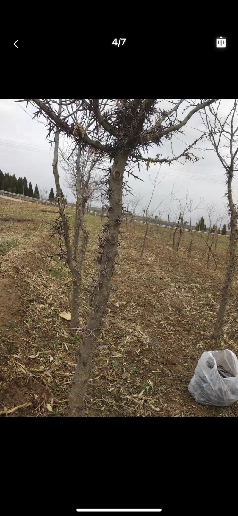 皂角树-大刺皂角树已经开始结果大皂角。大刺皂角树，大刺。