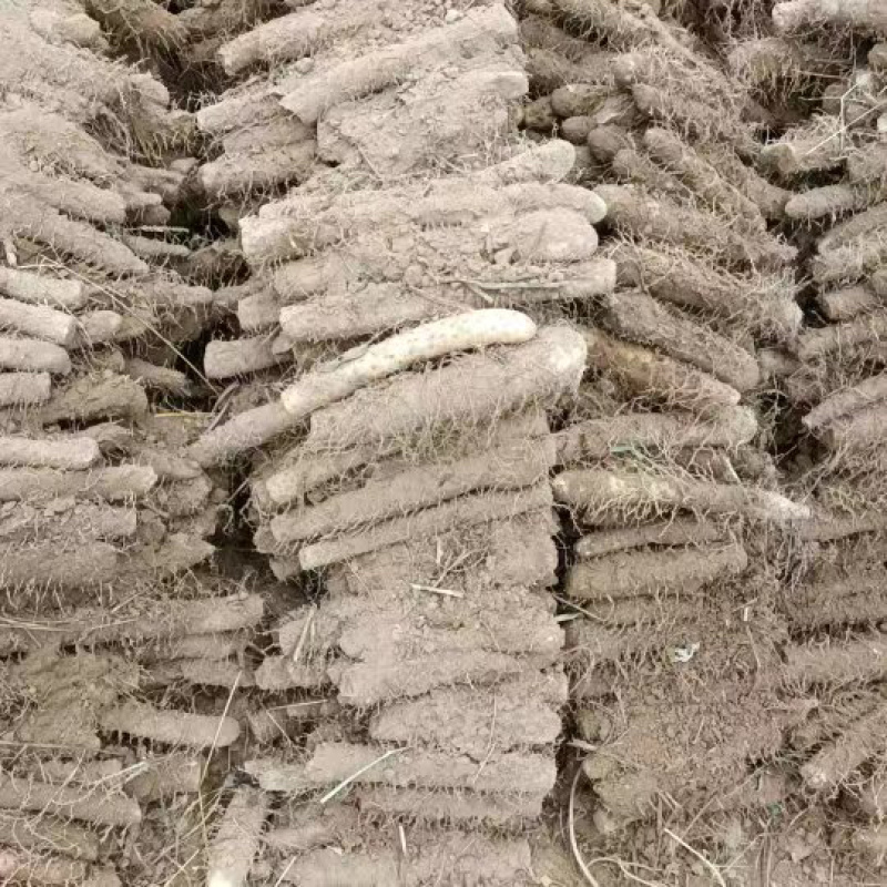 内黄县嘛山药基地双棒小白嘴紫药量大质优