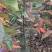 甜柿子树日本杨峰