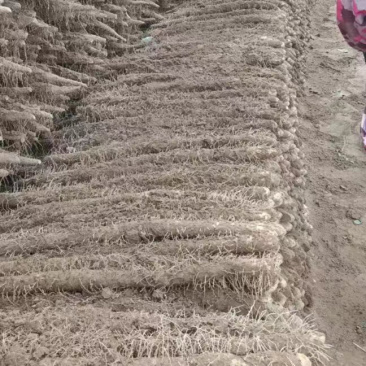 内黄嘛山药基地存沙土地嘛山药棒药小白嘴紫药大量