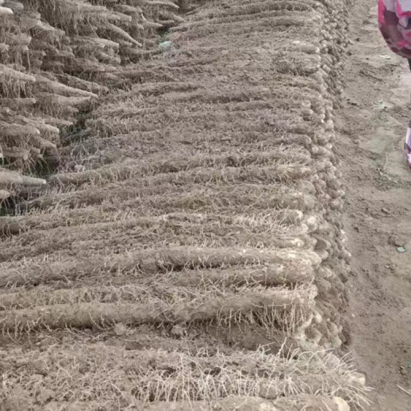 内黄嘛山药基地存沙土地嘛山药棒药小白嘴紫药大量
