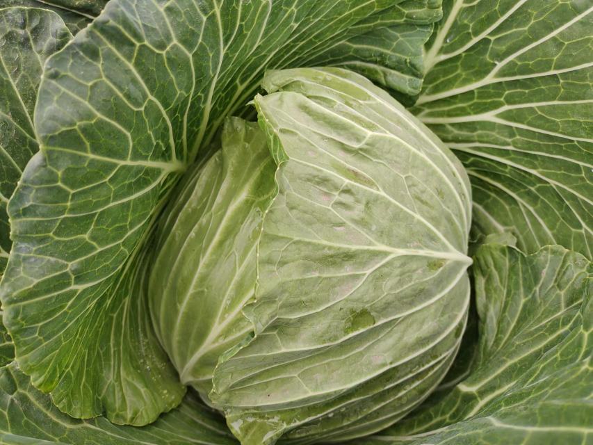 紫甘蓝原材料特写