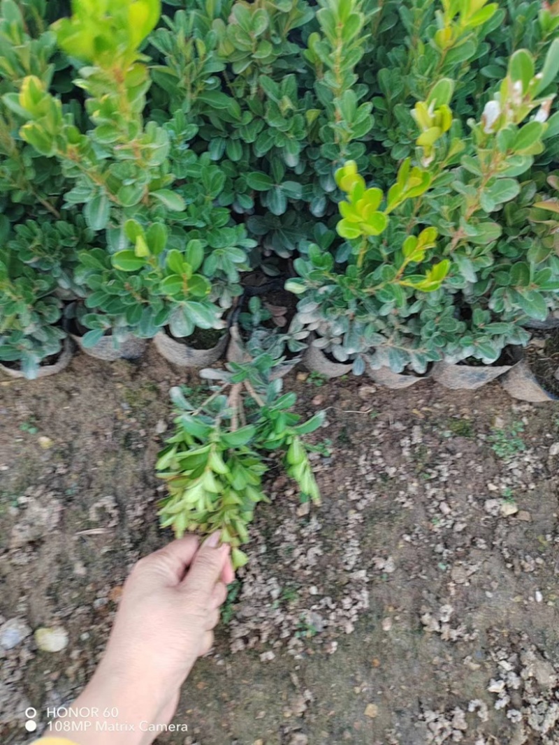 瓜子黄杨