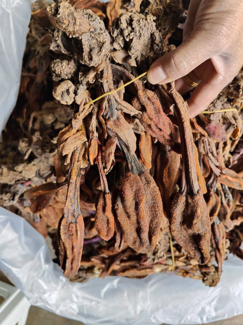 云南普洱野生回春草_干货_扎把