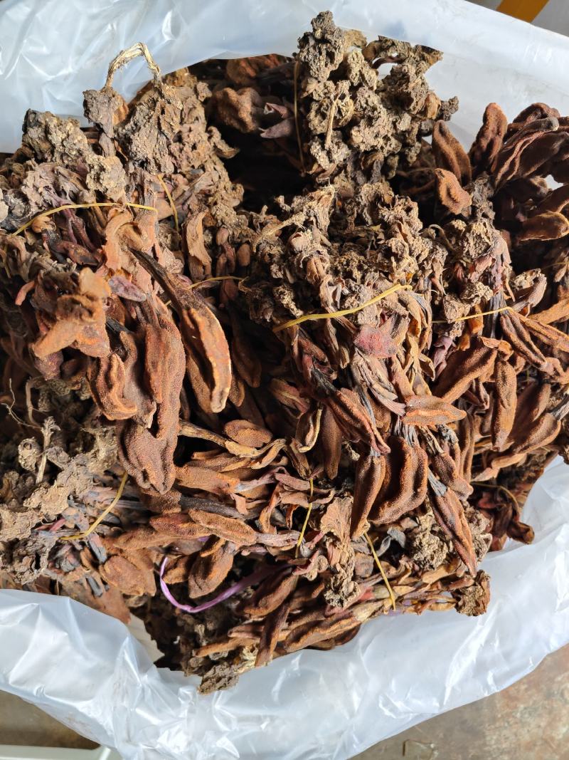 云南普洱野生回春草_干货_扎把