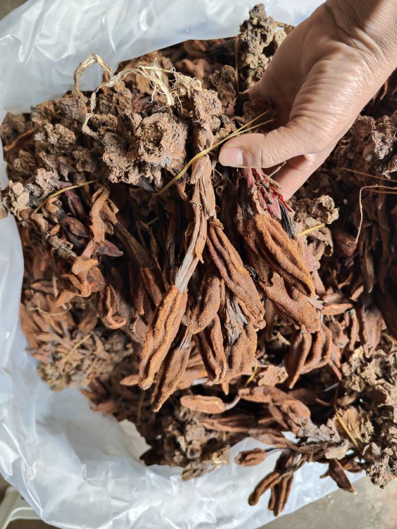 云南普洱野生回春草_干货_扎把