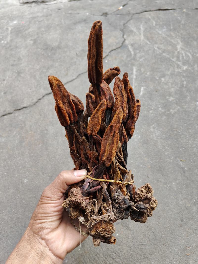云南普洱野生回春草_干货_扎把