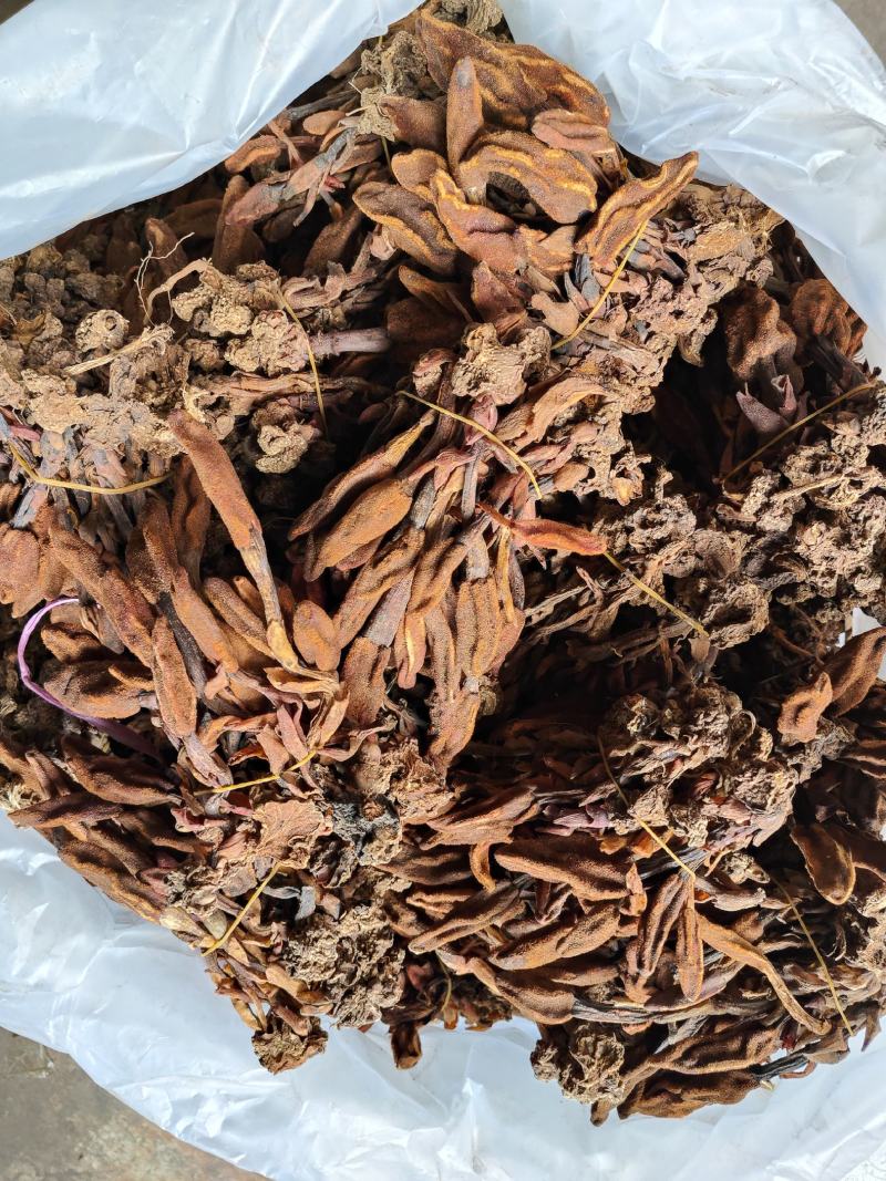 云南普洱野生回春草_干货_扎把