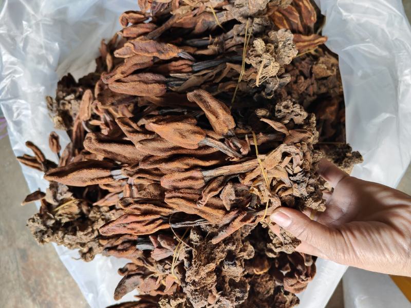 云南普洱野生回春草_干货_扎把