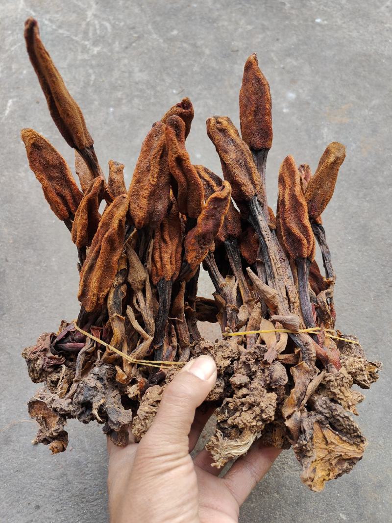 云南普洱野生回春草_干货_扎把