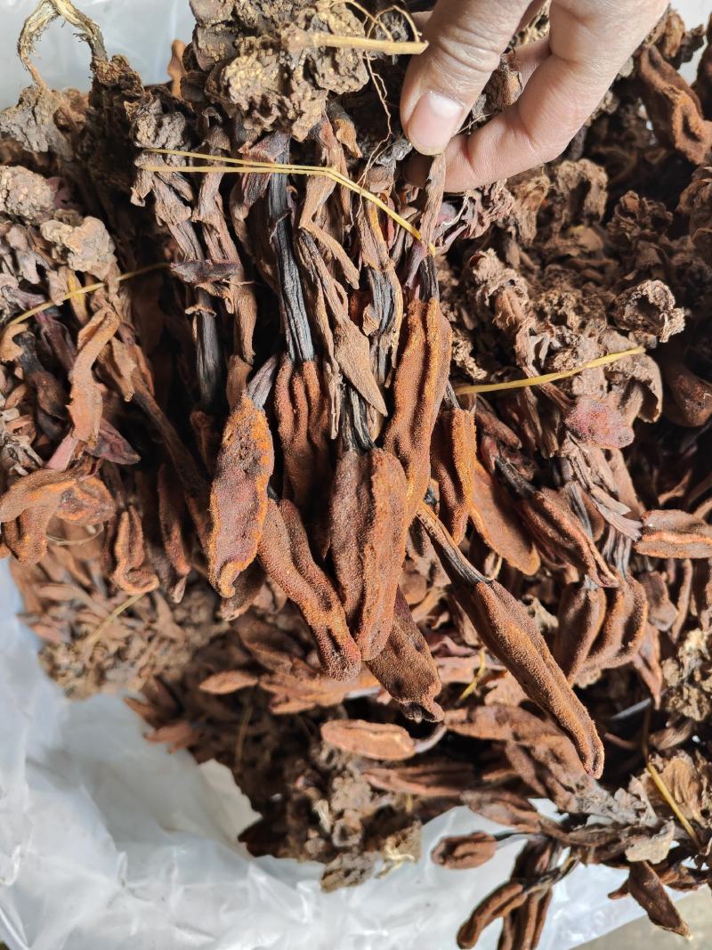 云南普洱野生回春草_干货_扎把