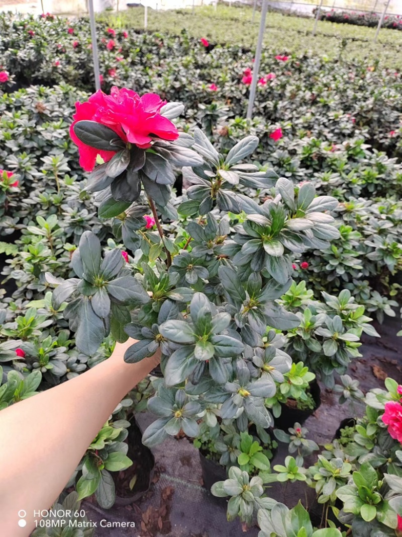 西洋鹃