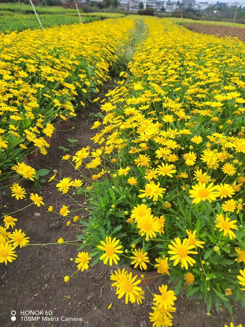 木春菊
