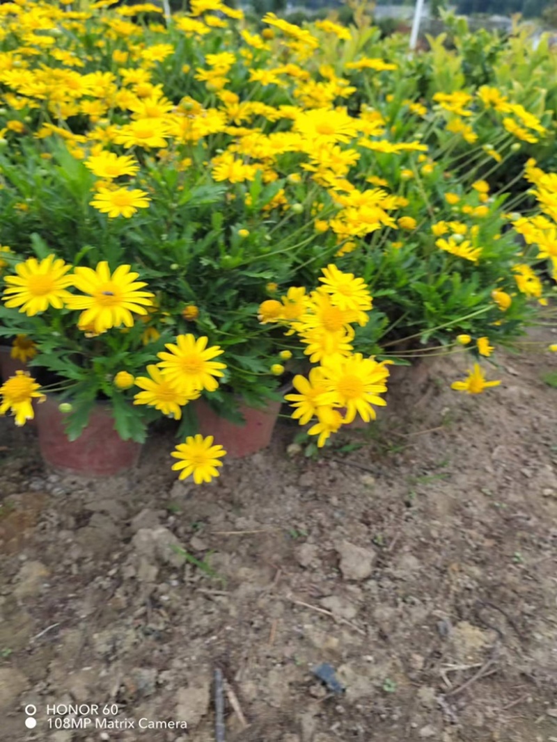 木春菊