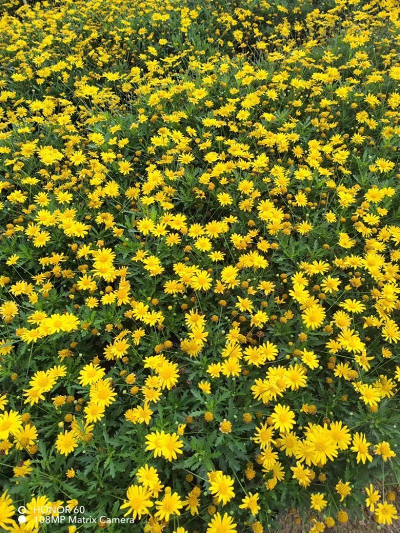 木春菊