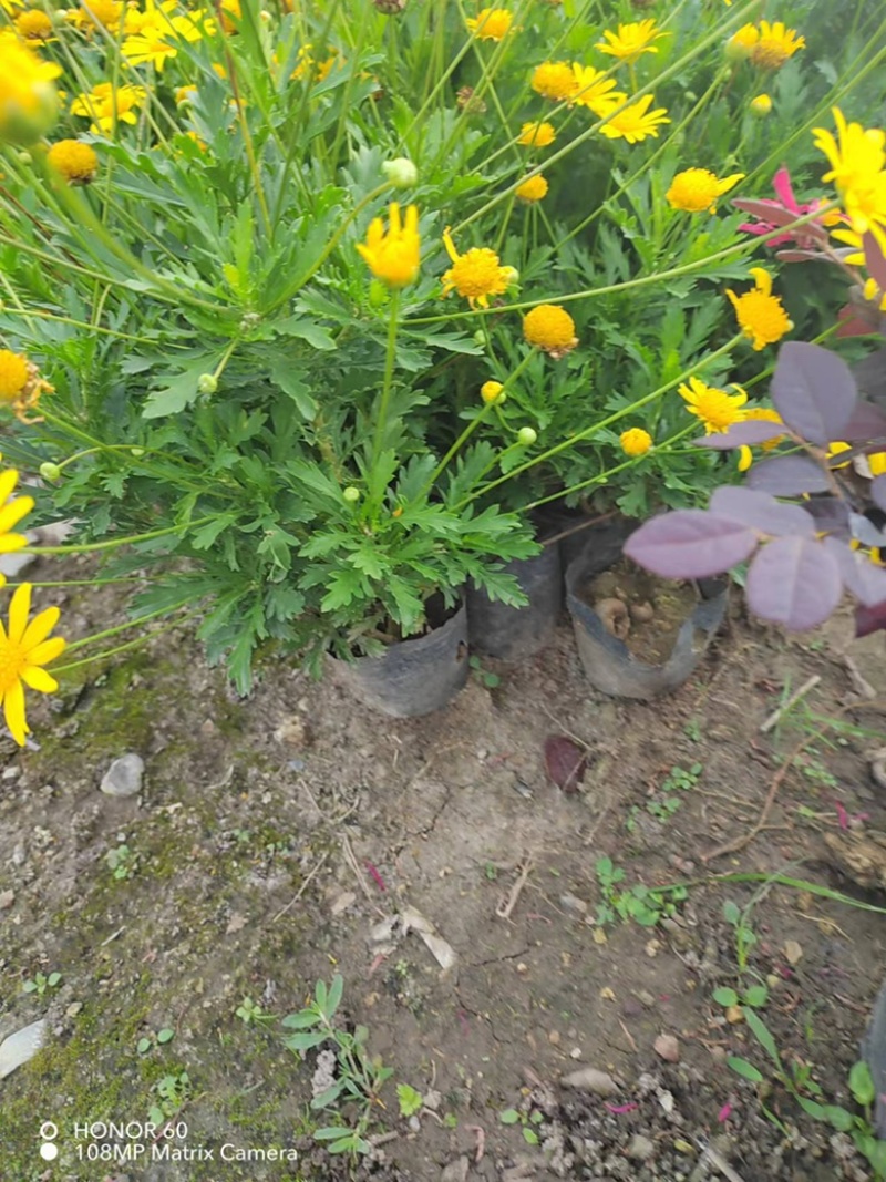 木春菊