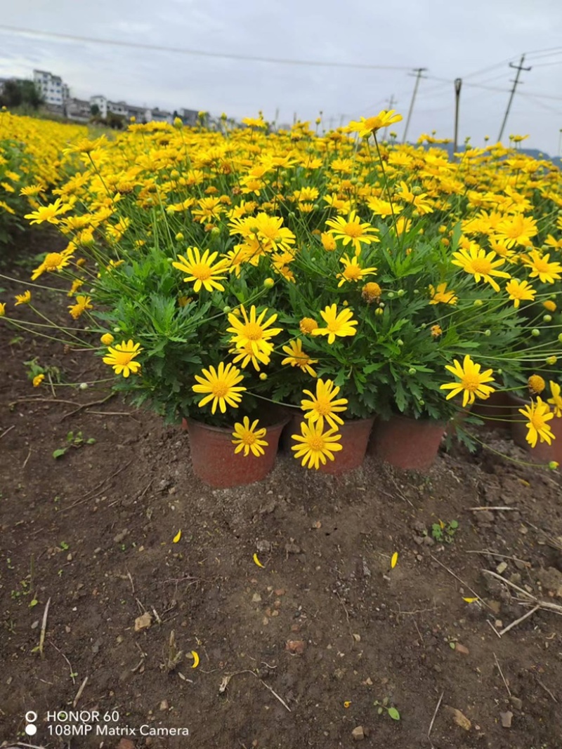 木春菊