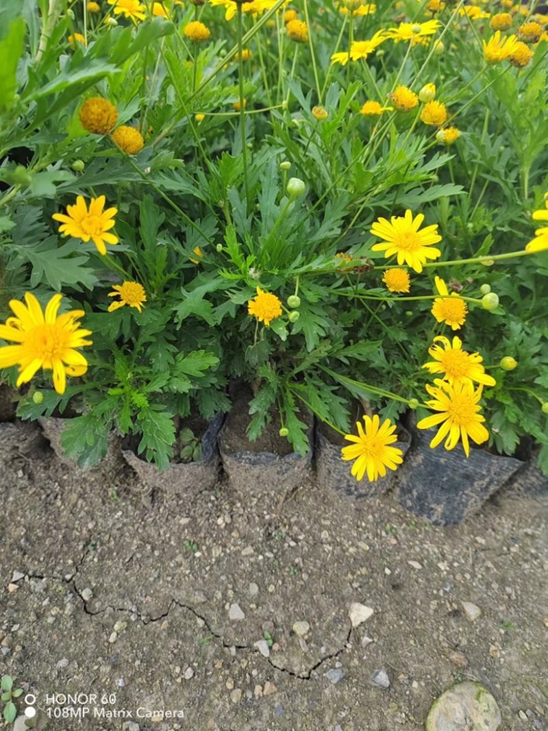 木春菊