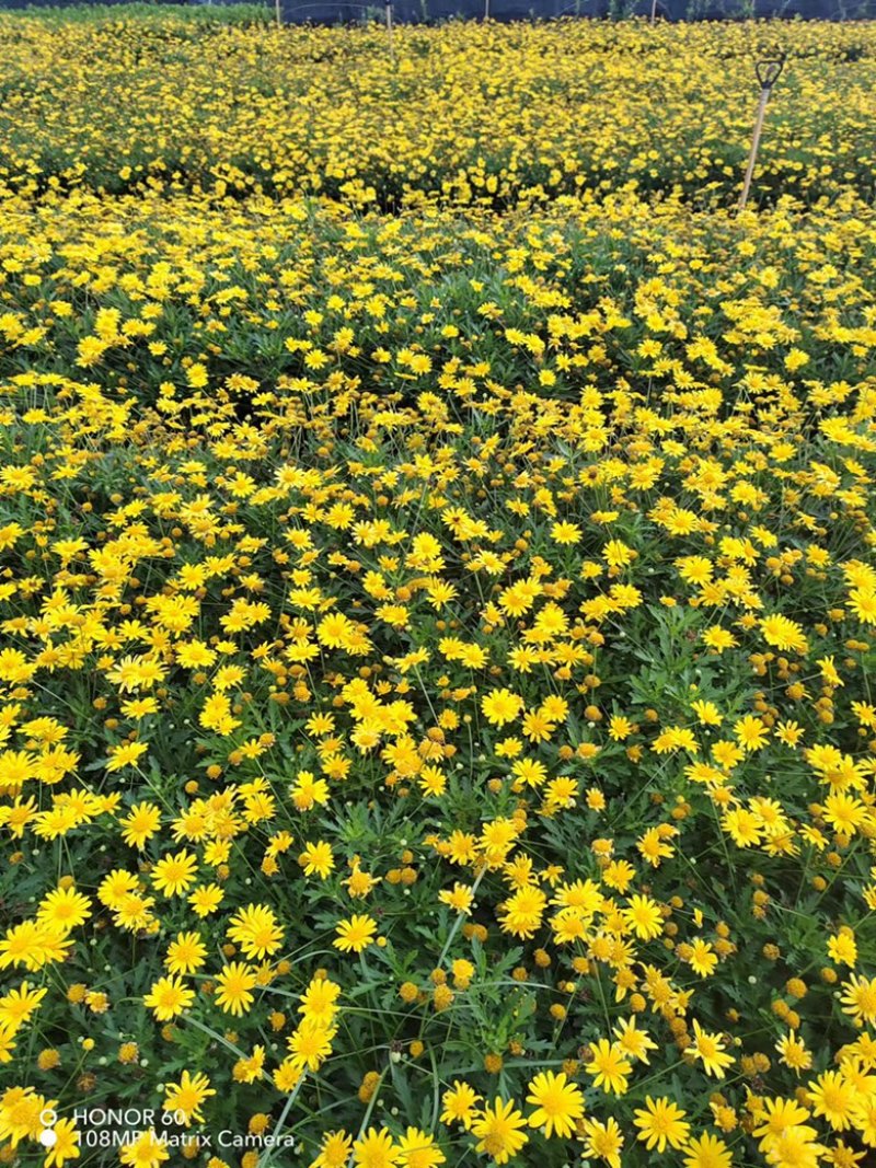 木春菊