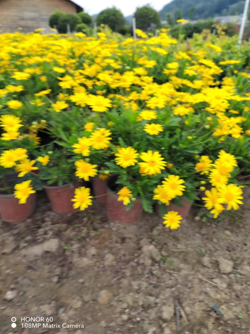 木春菊