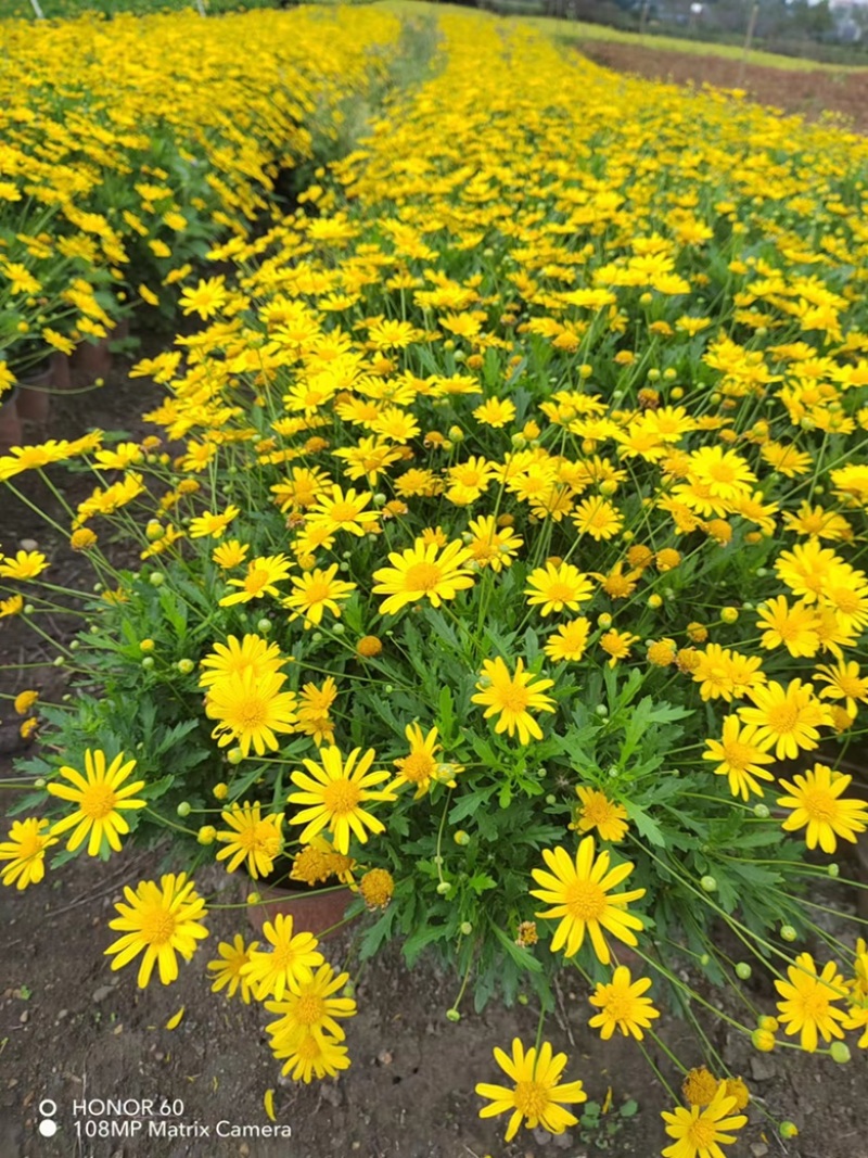 木春菊