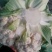 优选菜花松花菜大量现货品质保障全国可发货