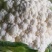 优选菜花松花菜大量现货品质保障全国可发货