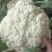 优选菜花松花菜大量现货品质保障全国可发货