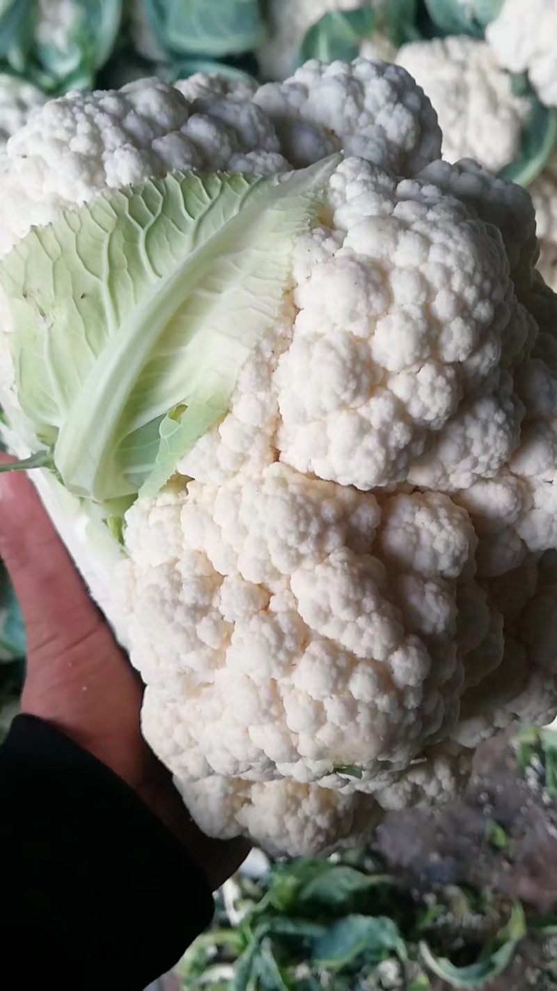 优选菜花松花菜大量现货品质保障全国可发货