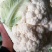 优选菜花松花菜大量现货品质保障全国可发货
