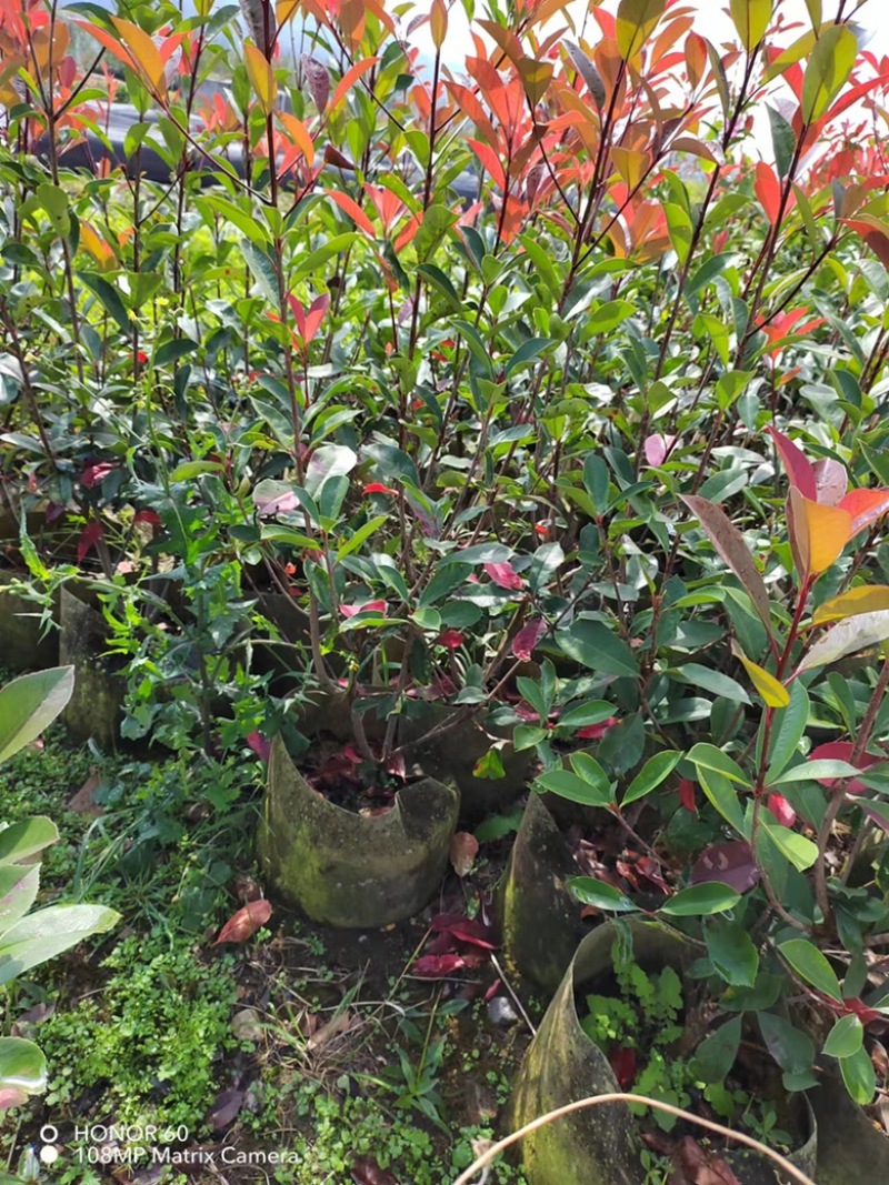 红叶石楠绿篱，红叶石楠袋苗