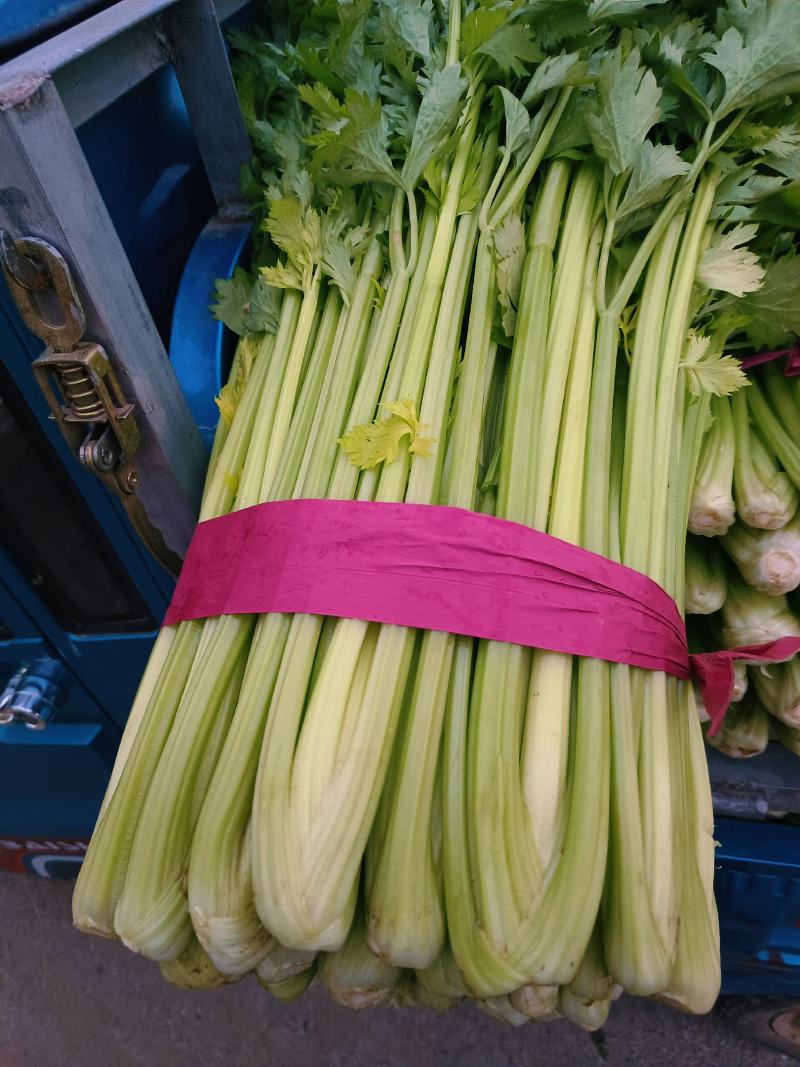 产地直发中细颗芹菜大量供应欢迎老板来采购