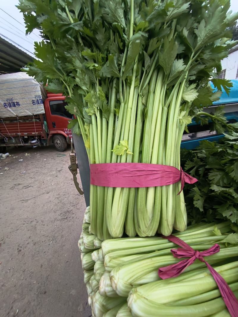 产地直发中细颗芹菜大量供应欢迎老板来采购