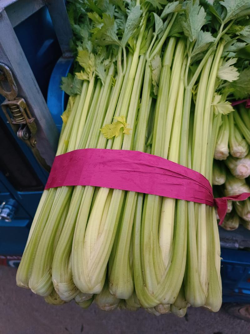 产地直发中细颗芹菜大量供应欢迎老板来采购