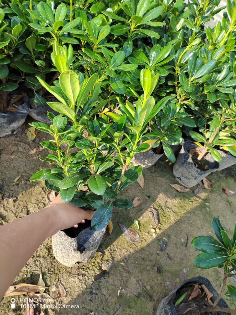海桐苗