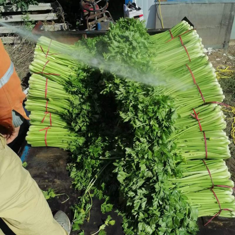 西芹正在销售中，保证质量货源充足欢迎来电咨询