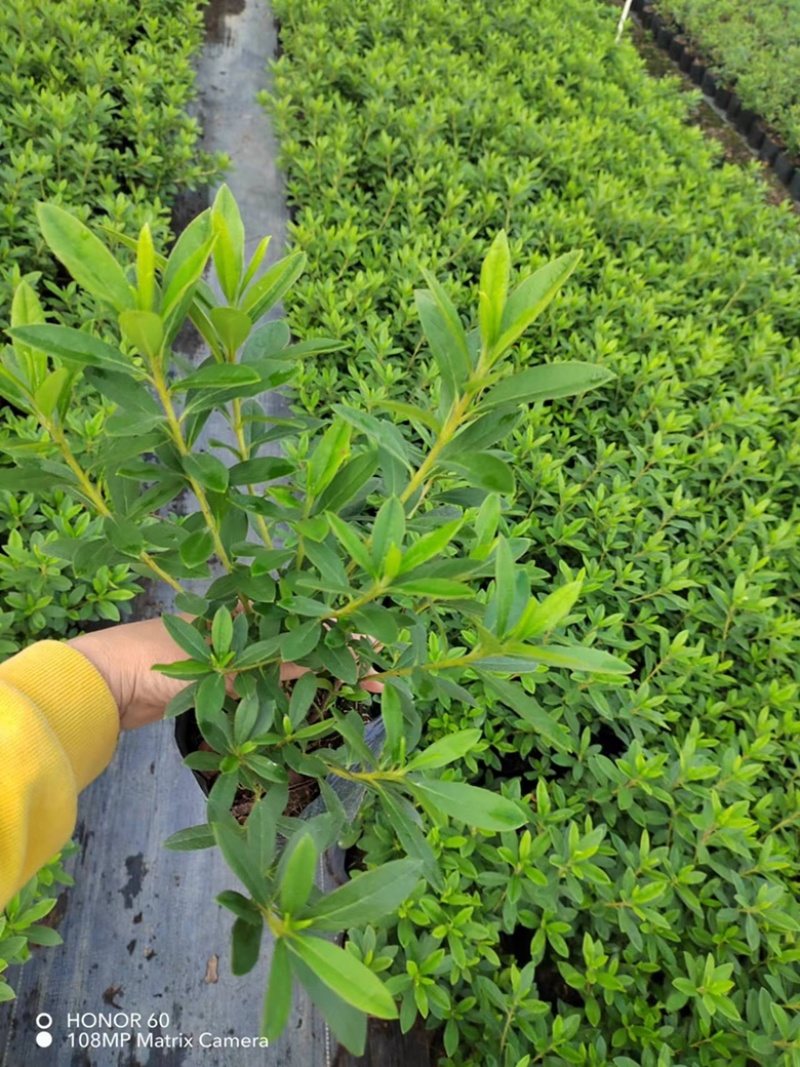 【推荐】精品春鹃产地发货大量供应品质好欢迎合作
