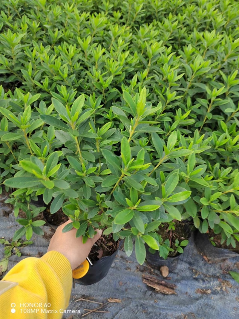 【推荐】精品春鹃产地发货大量供应品质好欢迎合作